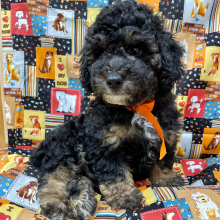 Poodle Puppy Chance