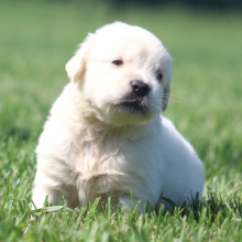 Golden Retriever Puppy Tommy