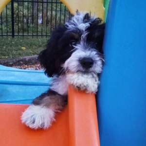 Bernedoodle Puppy Krystal