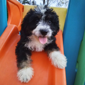 Bernedoodle Puppy Krystal