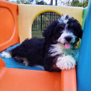 Bernedoodle Puppy Krystal