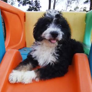 Bernedoodle Puppy Krystal