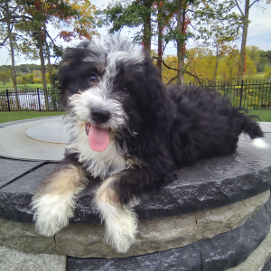 Bernedoodle Puppy Krystal