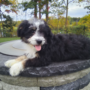Bernedoodle Puppy Krystal