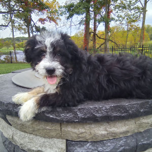 Bernedoodle Puppy Krystal