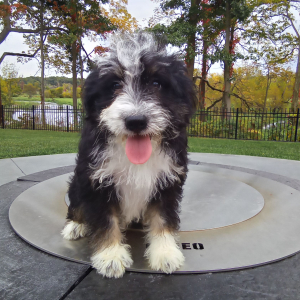 Bernedoodle Puppy Krystal