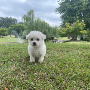 Bichon Frise Puppy Lucy