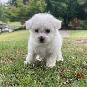 Bichon Frise Puppy Lucy