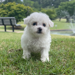 Bichon Frise Puppy Lucy