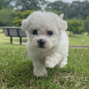 Bichon Frise Puppy Lucy