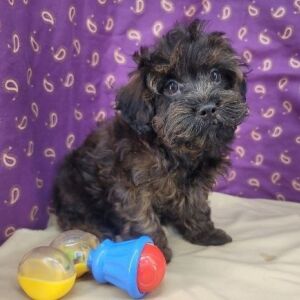 Havapoo Puppy Thore