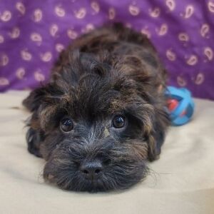 Havapoo Puppy Thore