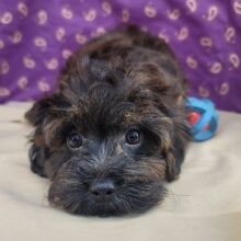 Havapoo Puppy Thore