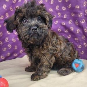 Havapoo Puppy Thore