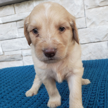 Goldendoodle Puppy Cora