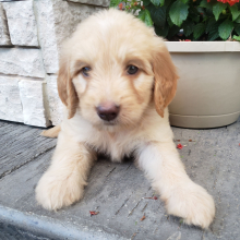 Goldendoodle Puppy Cora