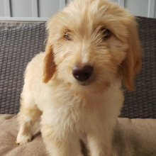Goldendoodle Puppy Cora