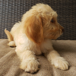 Goldendoodle Puppy Cora