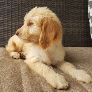 Goldendoodle Puppy Cora