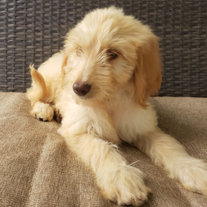 Goldendoodle Puppy Cora