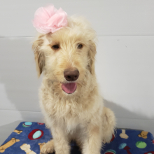 Goldendoodle Puppy Cora