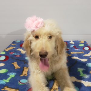 Goldendoodle Puppy Cora
