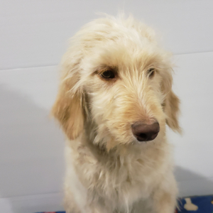 Goldendoodle Puppy Cora