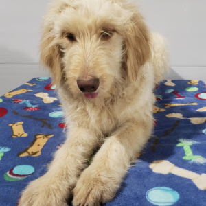 Goldendoodle Puppy Cora