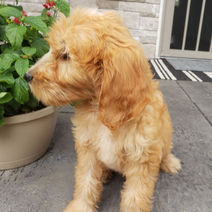 Goldendoodle Puppy Troy