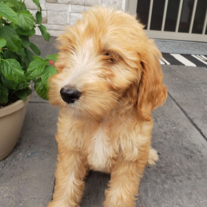 Goldendoodle Puppy Troy