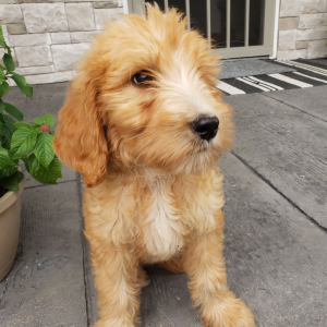 Goldendoodle Puppy Troy