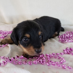 Dachshund Puppy Kia