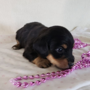 Dachshund Puppy Kia