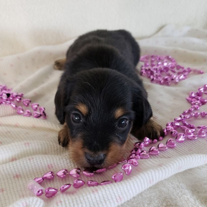 Dachshund Puppy Kia