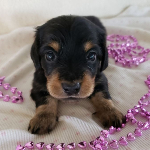 Dachshund Puppy Kia