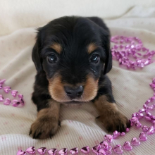 Dachshund Puppy Kia