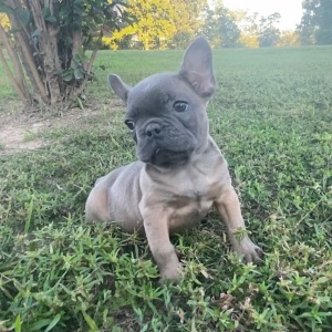 French Bulldog Puppy Brixie