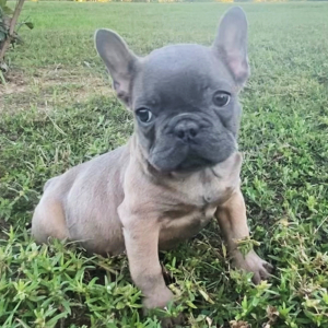 French Bulldog Puppy Brixie