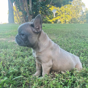 French Bulldog Puppy Brixie
