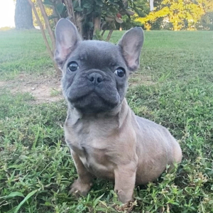 French Bulldog Puppy Brixie