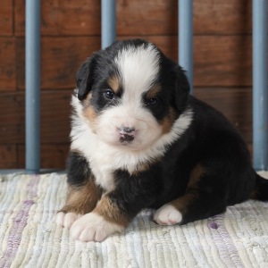 Bernese Mountain Dog Puppy Ivory