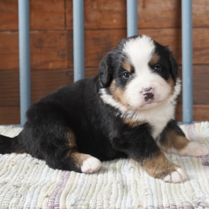 Bernese Mountain Dog Puppy Ivory