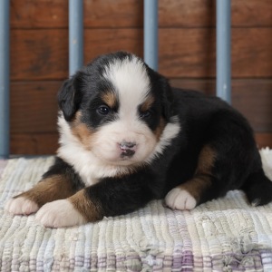 Bernese Mountain Dog Puppy Ivory