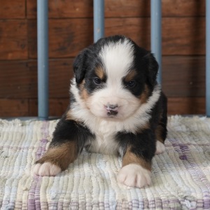 Bernese Mountain Dog Puppy Ivory