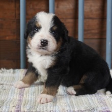Bernese Mountain Dog Puppy Cooper