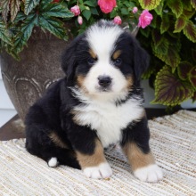Bernese Mountain Dog Puppy Cooper