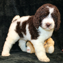 Poodle Puppy Bianca