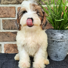 Sheepadoodle Puppy Sondra