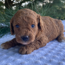 Labradoodle Puppy Kathy