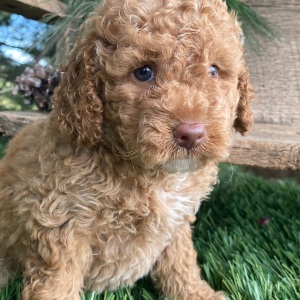 Labradoodle Puppy Kathy